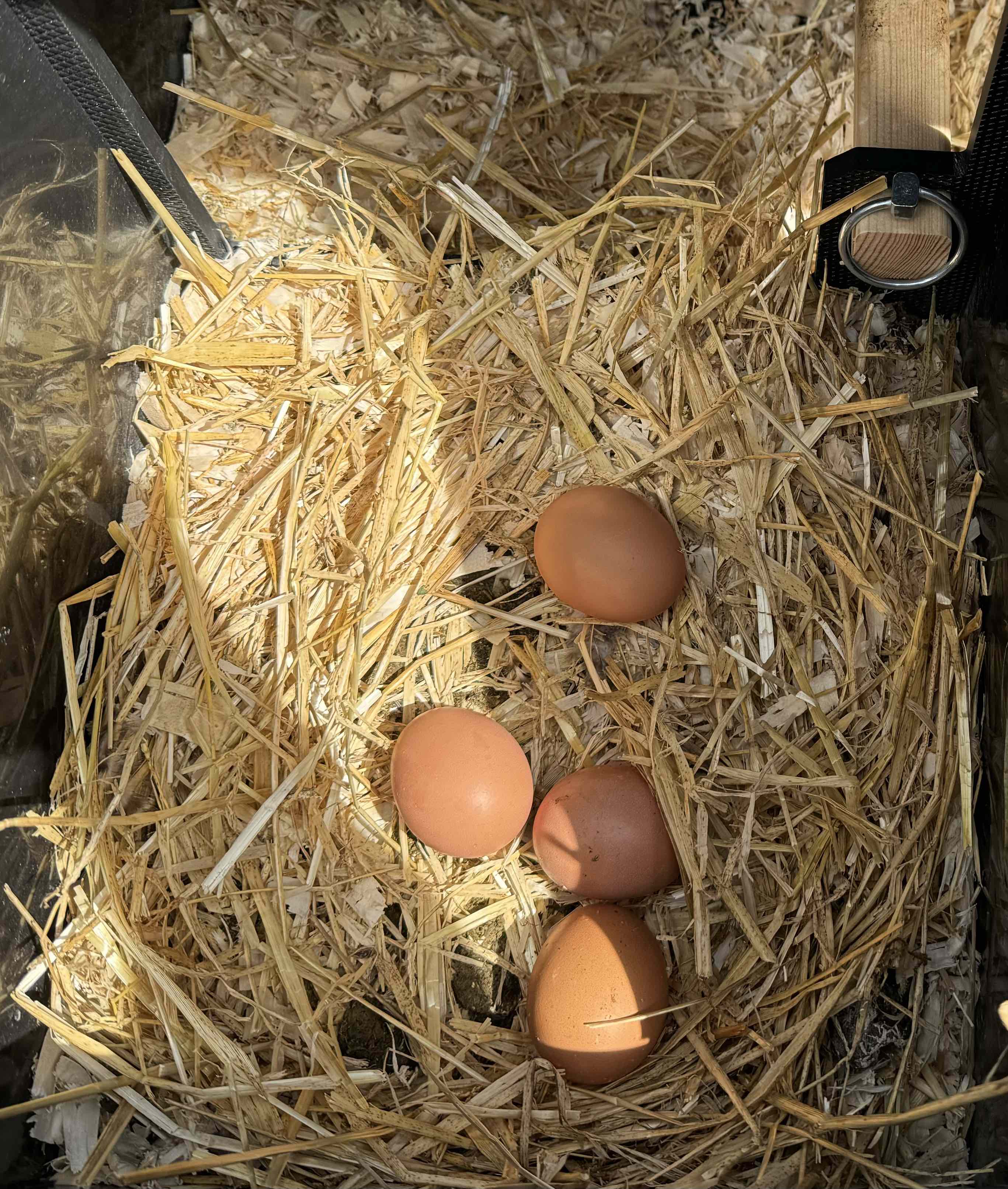 four eggs on top of a straw filled nest box in an interior of sunlit chicken coop