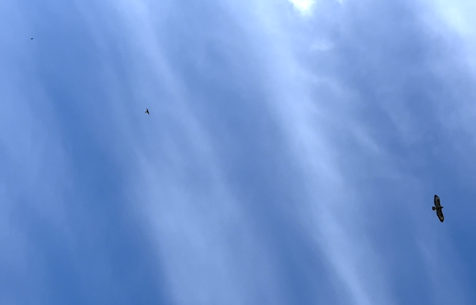 looking up to three birds of prey flying at different heights against the blue sky