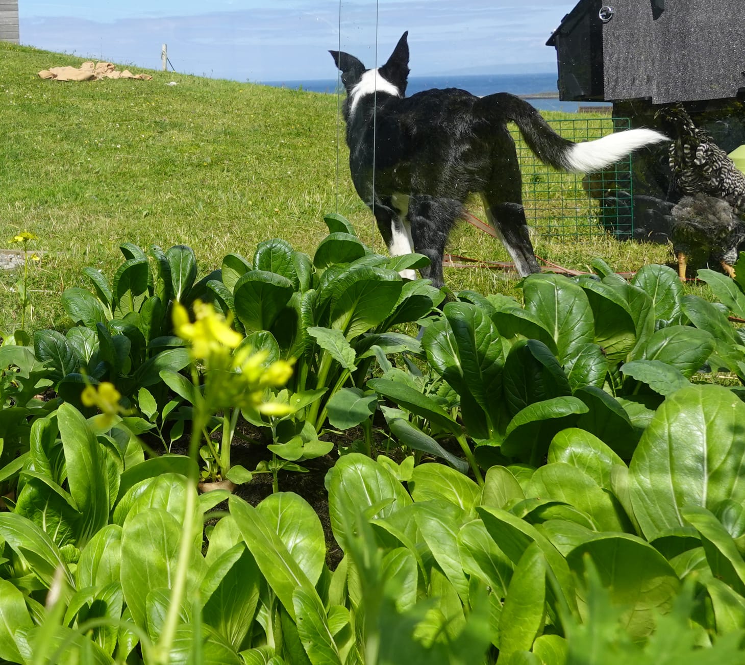 green vegetables growing in the foreground, a young border collie and a cockerel in the background with visible ocean