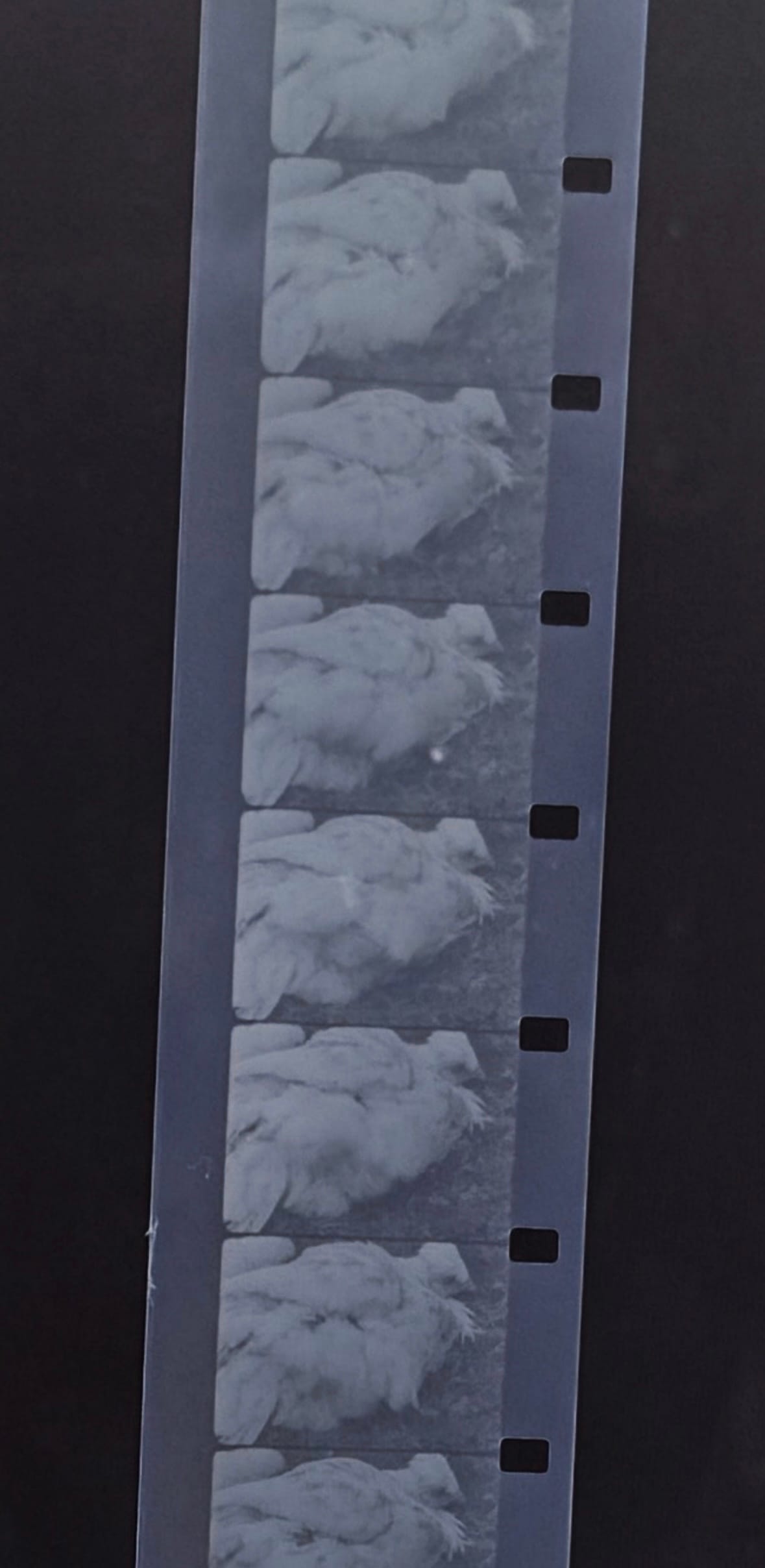 7 frames of 16mm film showing a white hen folding herself into a mud bath 