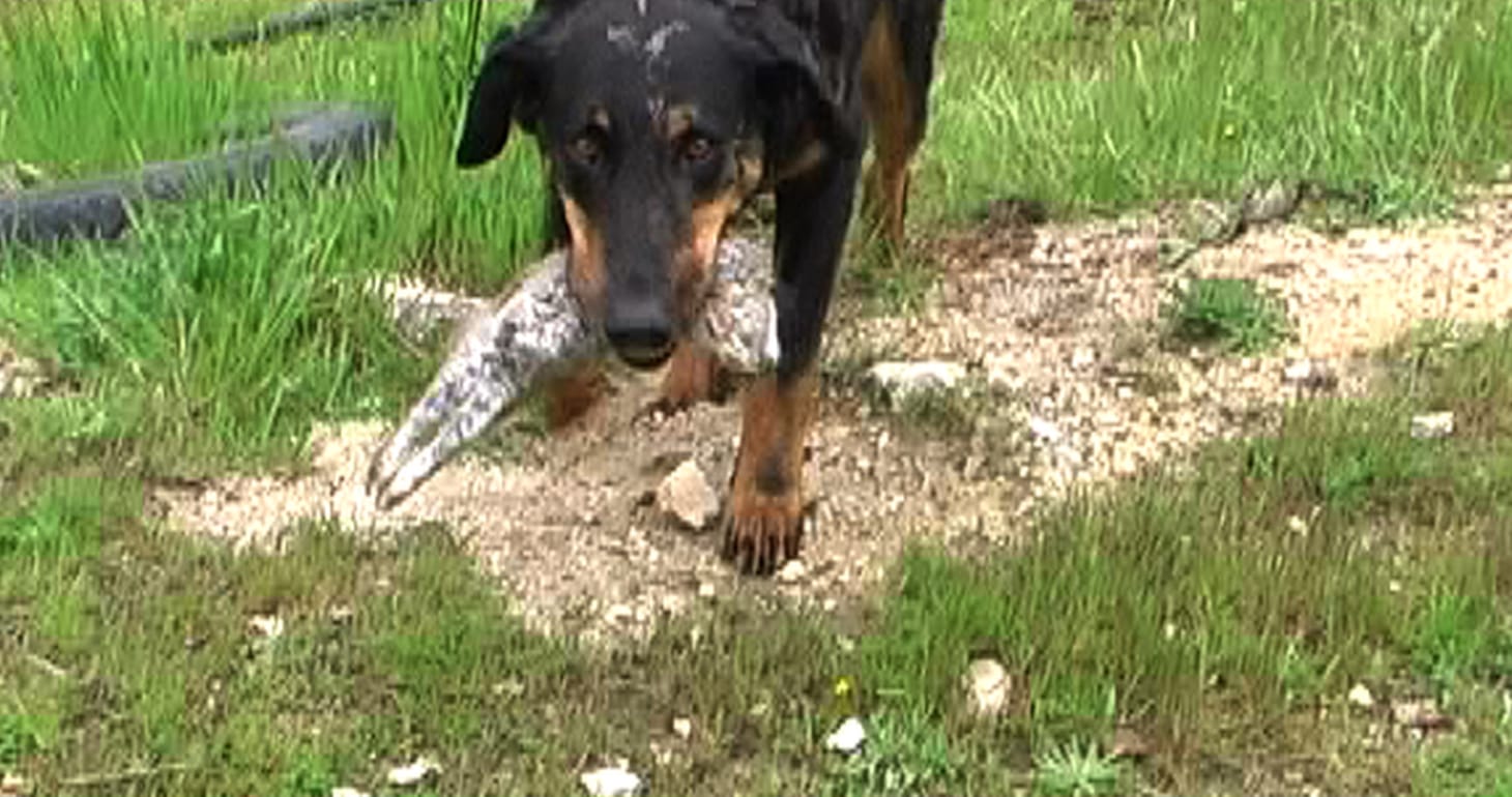 a black and brown dog holding a rabbit in his mouth on the ground is covered in green grass and stones