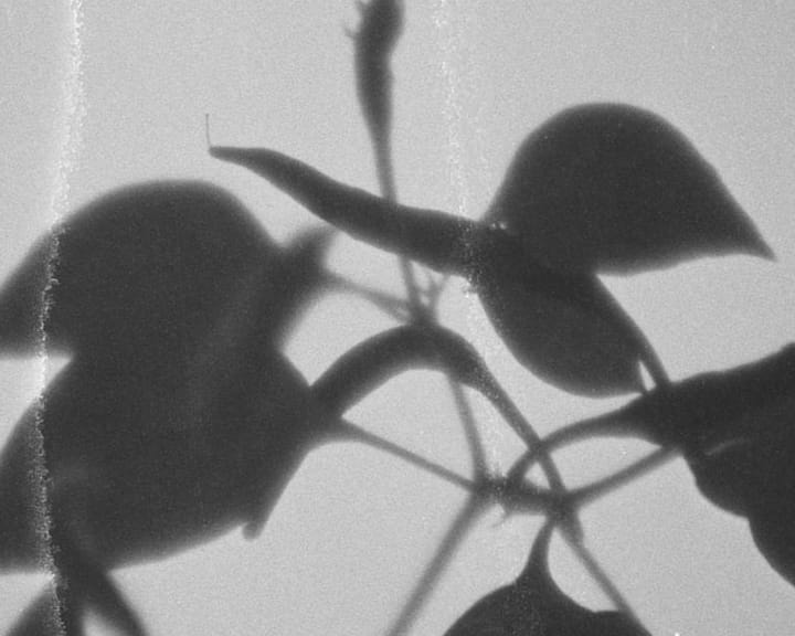 one black and white 16mm frame of shadow like chilli plant with pointy chilli fruit tainted by oil of cotoneaster