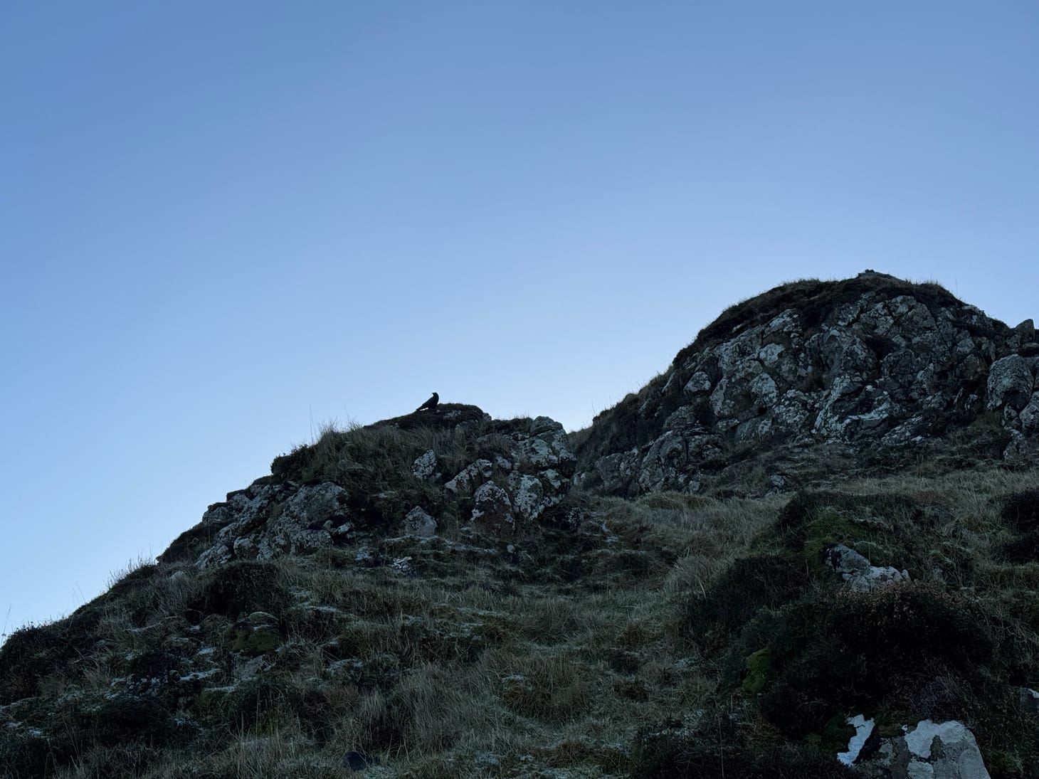 a dark bodied bird on a rocky hill top